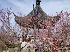 -香雪海