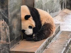 -中国大熊猫保护研究中心雅安碧峰峡基地