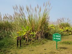 -芒洲湿地公园