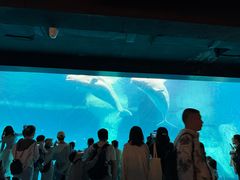 -海合安武汉极地海洋公园