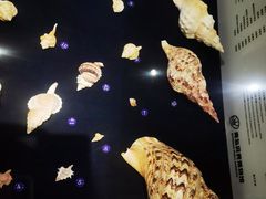 -青岛贝壳博物馆