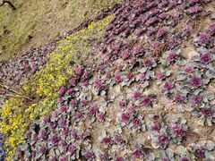 -庐山风景区花径公园