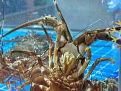 -白仁仔· 活烤海鲜 宵夜(豫园店)