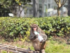 -黔灵山公园