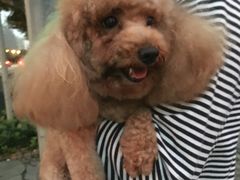 -Oh My Dog宠物沙龙(伊珊娜皮毛护理店)