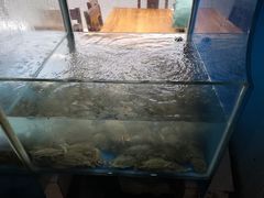 -原味蒸汽海鲜(嵊泗店)