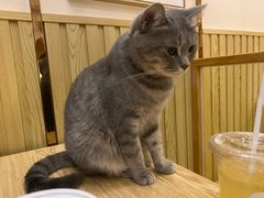 -Catmate·猫肥家润(金润铂宫店)