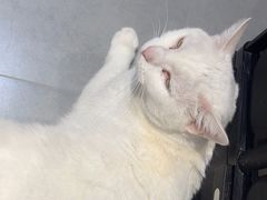 -琪喵猫屋·撸猫猫咖·猫舍