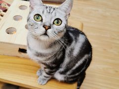 -猫和宫(六道口店)
