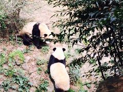 -成都大熊猫繁育研究基地