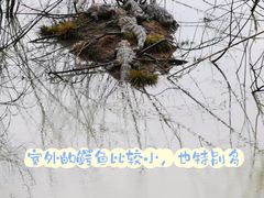 -中国扬子鳄村