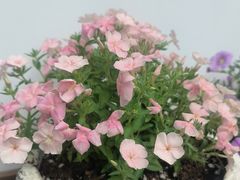 -海上海弘基休闲广场