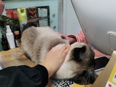 -Heymao猫咖.咖啡厅(东门店)