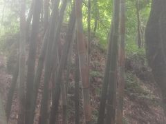 -沐川竹海旅游景区