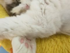 -COLOR PETS 撸猫馆·购猫·猫咖(长风大悦城店)