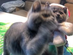 -佳雯宠物医院(金华南路分院)