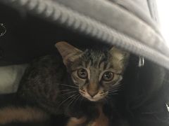 -喜多萌中农锦绣动物医院24H·猫科·牙科MRI·CT