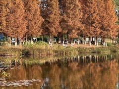 -白鹭湾湿地公园