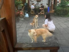 -青城甲(青城山店)