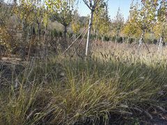 -1982农场
