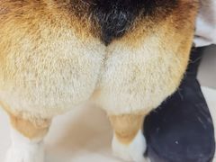 -美联众合爱康动物医院•复杂内科•肿瘤科•牙科•腔镜诊疗中心