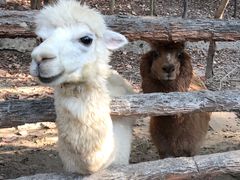 -清迈夜间动物园