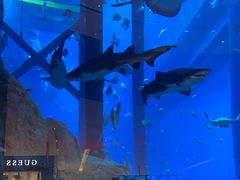 -迪拜水族馆及水下动物园