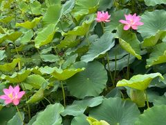 -白鹭湾湿地公园