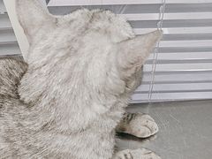 -瑞派福兴宠物医院犬猫全科·骨科·中西医结合(河东店)