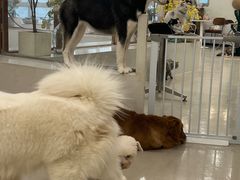 -共舞时光猫咖·狗咖(新街口店)