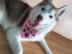 -Husky Go! 哈士奇体验馆·宠物咖啡厅狗咖