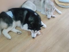-Husky Go! 哈士奇体验馆·宠物咖啡厅狗咖