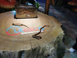 -酷嗒动物文化乐园(cutezoo西溪乐天城店)