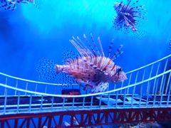 -太平洋海底世界