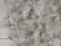 -北京观赏动物医院·24小时大型综合·猫专科·异宠专科