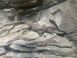 -Zoolung Zoolung动物主题公园(海信广场店)