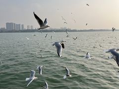 -蠡湖大桥公园
