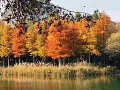 -西溪国家湿地公园