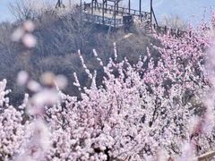 -大岭沟猕猴桃谷风景区