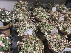 -鹿岛会员店 (龙湖三千集天街店)