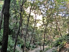 -大岭沟猕猴桃谷风景区