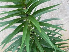 -杭州植物园