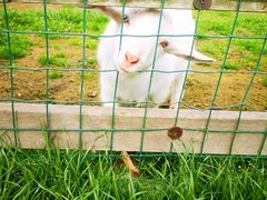 -田园东方蜜桃村的田野营地