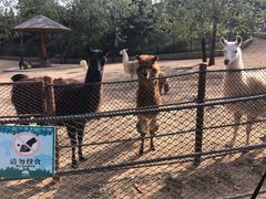 -大连森林动物园