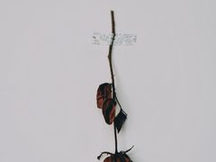 -素咫咖啡CLIFEROSE