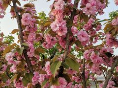 -长安上水缘度假庄园