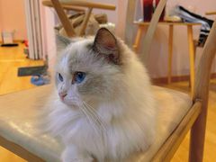 -猫咪派对(江南西店)