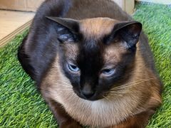 -猫小院猫主题餐厅(南锣旗舰店)