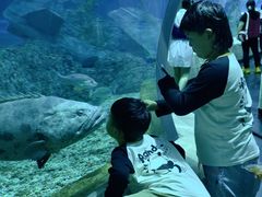 -芜湖新华联大白鲸海洋公园