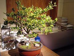 -稍可轩博物馆餐厅